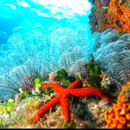 Bouganville Con Parcheggio Privato